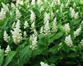 Gartenblumen Kanada Mayflower, Falsche Maiglöckchen, Smilacina, Maianthemum  canadense weiß Foto