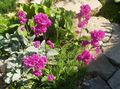 Garden Flowers Rose of Heaven, Viscaria, Silene coeli-rosa pink Photo