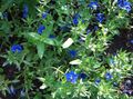 Gartenblumen Blau Pimpernel, Anagallis Monellii blau Foto