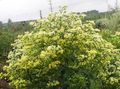 Gartenblumen Solid, Solidaster gelb Foto