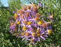 lilac Flower Galatella Photo and characteristics