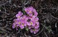 Garden Flowers Solms-Laubachia pink Photo