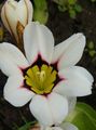 blanc  Sparaxis, Fleur Arlequin Photo et les caractéristiques