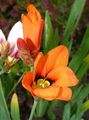 orange  Sparaxis, Harlekin Blumen Foto und Merkmale