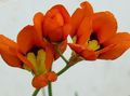  Sparaxis, Harlekin Blumen rot Foto