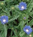 light blue  Cornflower Aster, Stokes Aster Photo and characteristics