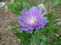 lilac  Cornflower Aster, Stokes Aster Photo and characteristics