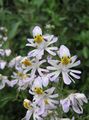  Poor Man's Orchid, Butterfly Flower, Schizanthus white Photo
