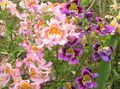  Arme-Leute-Orchidee, Schmetterling Blume, Schizanthus rosa Foto