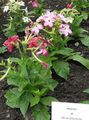 pink  Flowering Tobacco Photo and characteristics