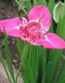  Tiger Flower, Mexican Shell Flower, Tigridia pavonia pink Photo