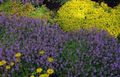 Garden Flowers Garden Thyme, English Thyme, Common Thyme, Thymus lilac Photo