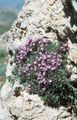 pink Flower Garden Thyme, English Thyme, Common Thyme Photo and characteristics
