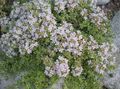 blanc Fleur Thymus Vulgaris, Le Thym Anglais, Le Thym Commun Photo et les caractéristiques