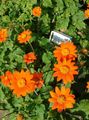 orange  Sonnenblumen, Baum Ringelblume, Wilde Sonnenblumen, Mexikanische Sonnenblume Foto und Merkmale