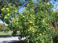 yellow  Sunflower Tree, Tree Marigold, Wild Sunflower, Mexican Sunflower Photo and characteristics