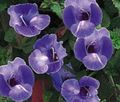  Klovn Blomst, Wishbone Blomst, Torenia blå Bilde