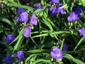 Garden Flowers Virginia Spiderwort, Lady's Tears, Tradescantia virginiana blue Photo