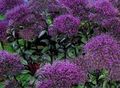 Sodo Gėlės Throatwort, Trachelium violetinė Nuotrauka