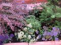 Gartenblumen Throatwort, Trachelium weiß Foto