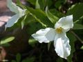  Trillium, Wakerobin, Tri Flower, Birthroot white Photo