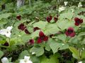  Trillium, Wakerobin, Tri Flower, Birthroot burgundy Photo