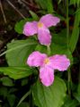 rosa  Trillium, Wakerobin, Tri Blume, Birthroot Foto und Merkmale
