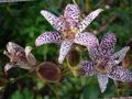 Gartenblumen Krötenlilie, Tricyrtis flieder Foto