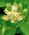 keltainen Kukka Rupikonna Lilja kuva ja ominaisuudet