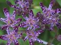 Градински цветове Жаба Лилия, Tricyrtis виолетов снимка