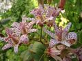Garden Flowers Toad Lily, Tricyrtis red Photo
