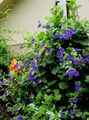 Garden Flowers Black eye Susan, Thunbergia alata blue Photo