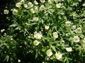 white Flower Canada Anemone, Meadow Anemone Photo and characteristics