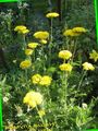 Gartenblumen Schafgarbe, Staunchweed, Blutigen, Thousandleaf, Soldaten Ziest, Achillea gelb Foto