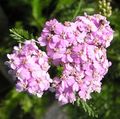pink Flower Yarrow, Milfoil, Staunchweed, Sanguinary, Thousandleaf, Soldier's Woundwort Photo and characteristics