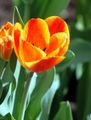 orange Blume Tulpe Foto und Merkmale