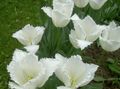 blanc Fleur Tulipe Photo et les caractéristiques