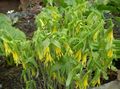yellow Flower Large merrybells, Large Bellwort Photo and characteristics