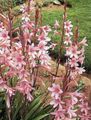 Garden Flowers Watsonia, Bugle Lily pink Photo