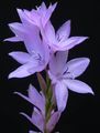 Garden Flowers Watsonia, Bugle Lily lilac Photo