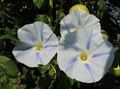 თეთრი ყვავილების დილით დიდება, ლურჯი ცისკრის ყვავილი სურათი და მახასიათებლები