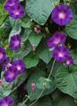  Morning Glory, Blue Dawn Flower, Ipomoea purple Photo