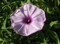  Morning Glory, Blue Dawn Flower, Ipomoea lilac Photo