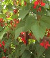 Garden Flowers Scarlet Runner Bean, Scarlet Conqueror, Fire Bean, Mammoth, Red Gian, Phaseolus coccineus red Photo