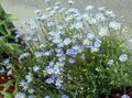Gartenblumen Blaue Gänseblümchen, Blauen Marguerite, Felicia amelloides hellblau Foto
