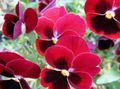 Garden Flowers Viola, Pansy, Viola  wittrockiana red Photo