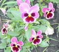 Garden Flowers Viola, Pansy, Viola  wittrockiana pink Photo