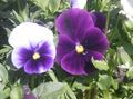 Garden Flowers Viola, Pansy, Viola  wittrockiana purple Photo