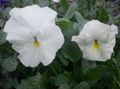 Garden Flowers Viola, Pansy, Viola  wittrockiana white Photo