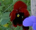 burgundy Flower Viola, Pansy Photo and characteristics
